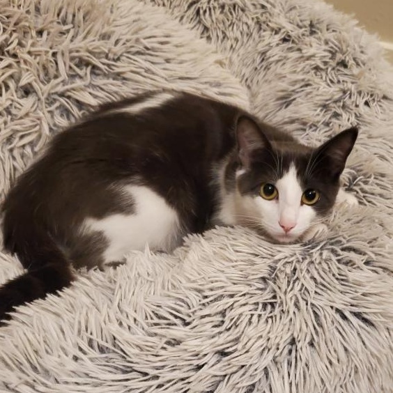 Enlarge Honey, a hold Domestic Short Hair in Redmond, WA image 5/6