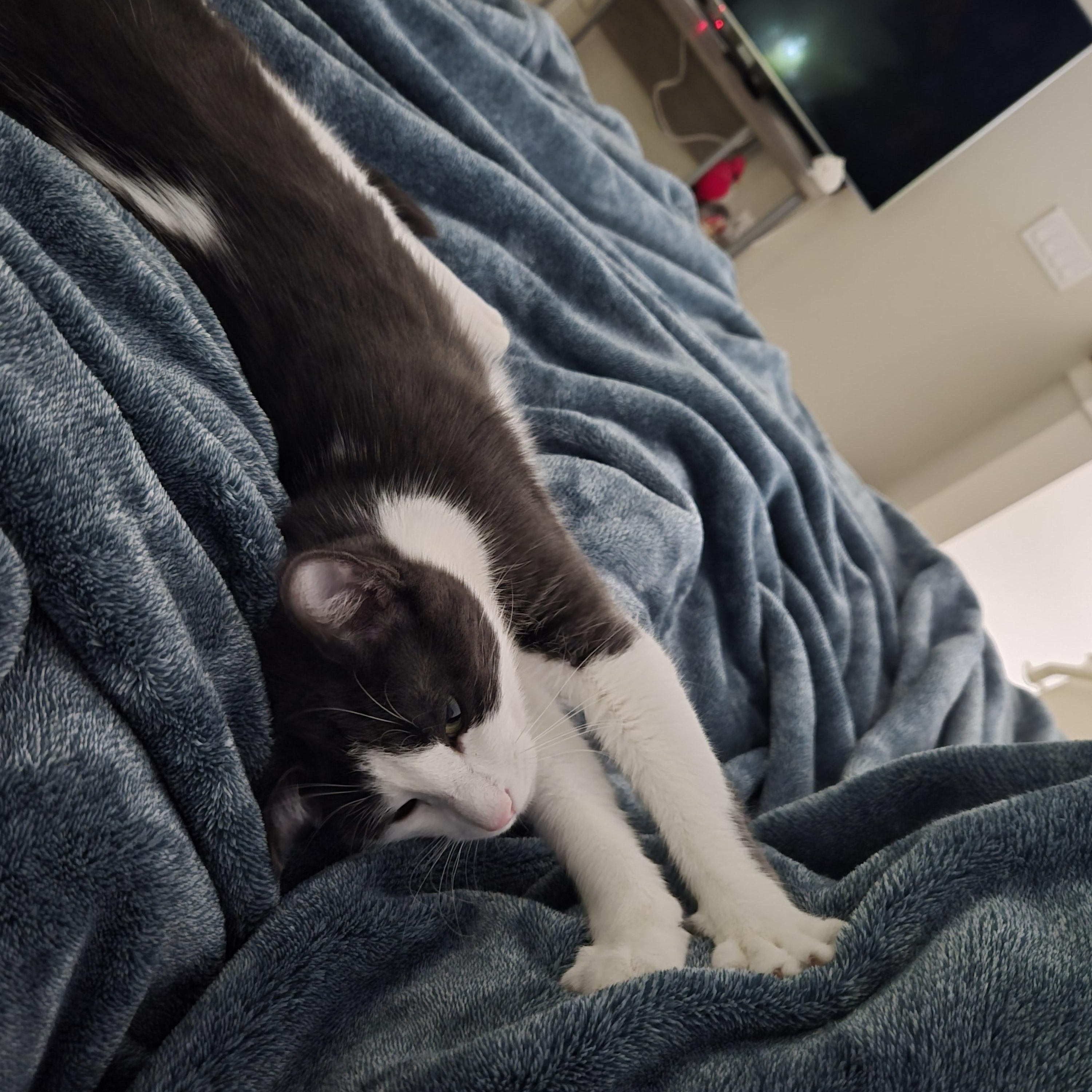 Enlarge Honey, a hold Domestic Short Hair in Redmond, WA image 6/6