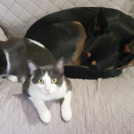 Enlarge Honey, a hold Domestic Short Hair in Redmond, WA image 2/6