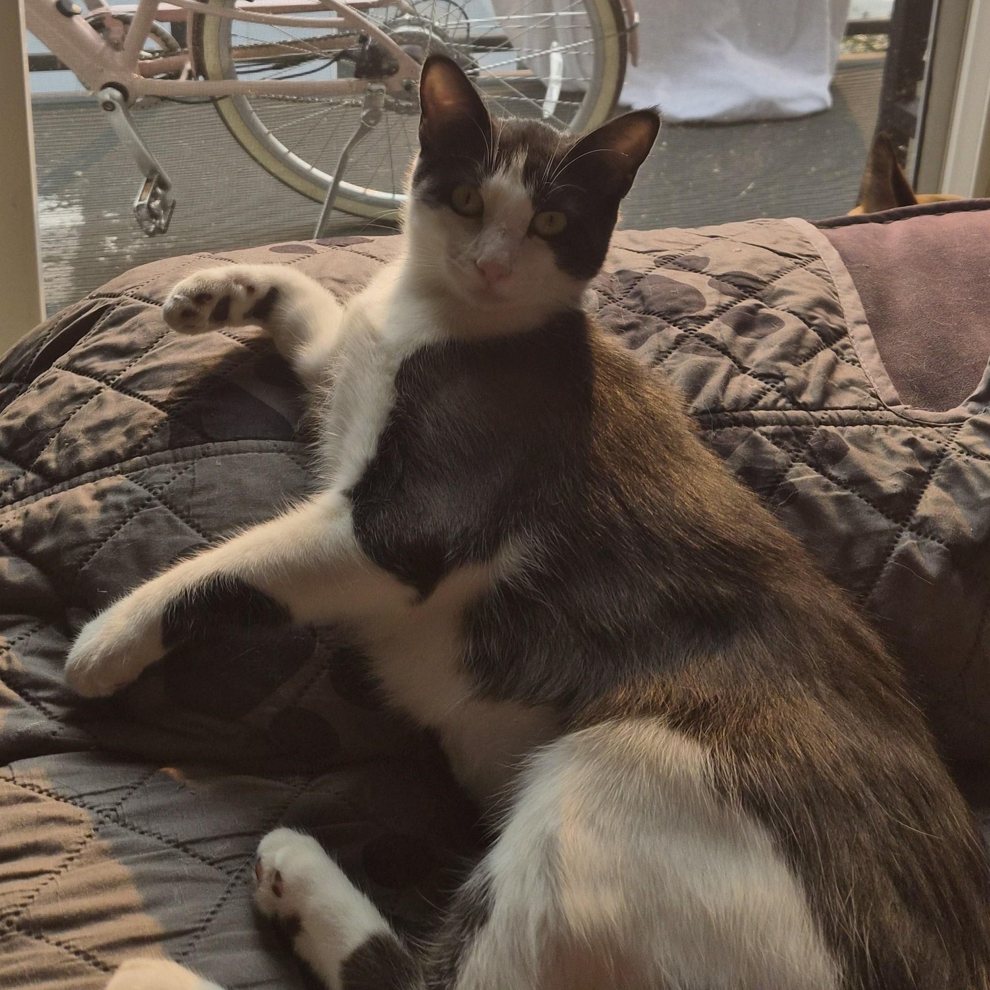 Enlarge Honey, a hold Domestic Short Hair in Redmond, WA image 3/6