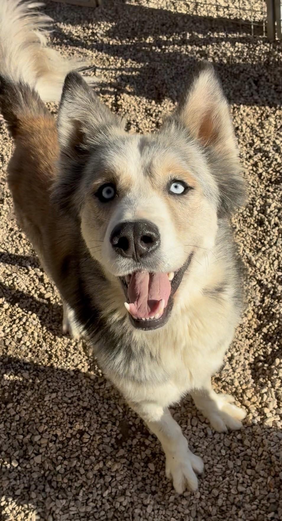 Enlarge Rally, a Adoptable mixed breed in Happy Valley, OR image 2/6