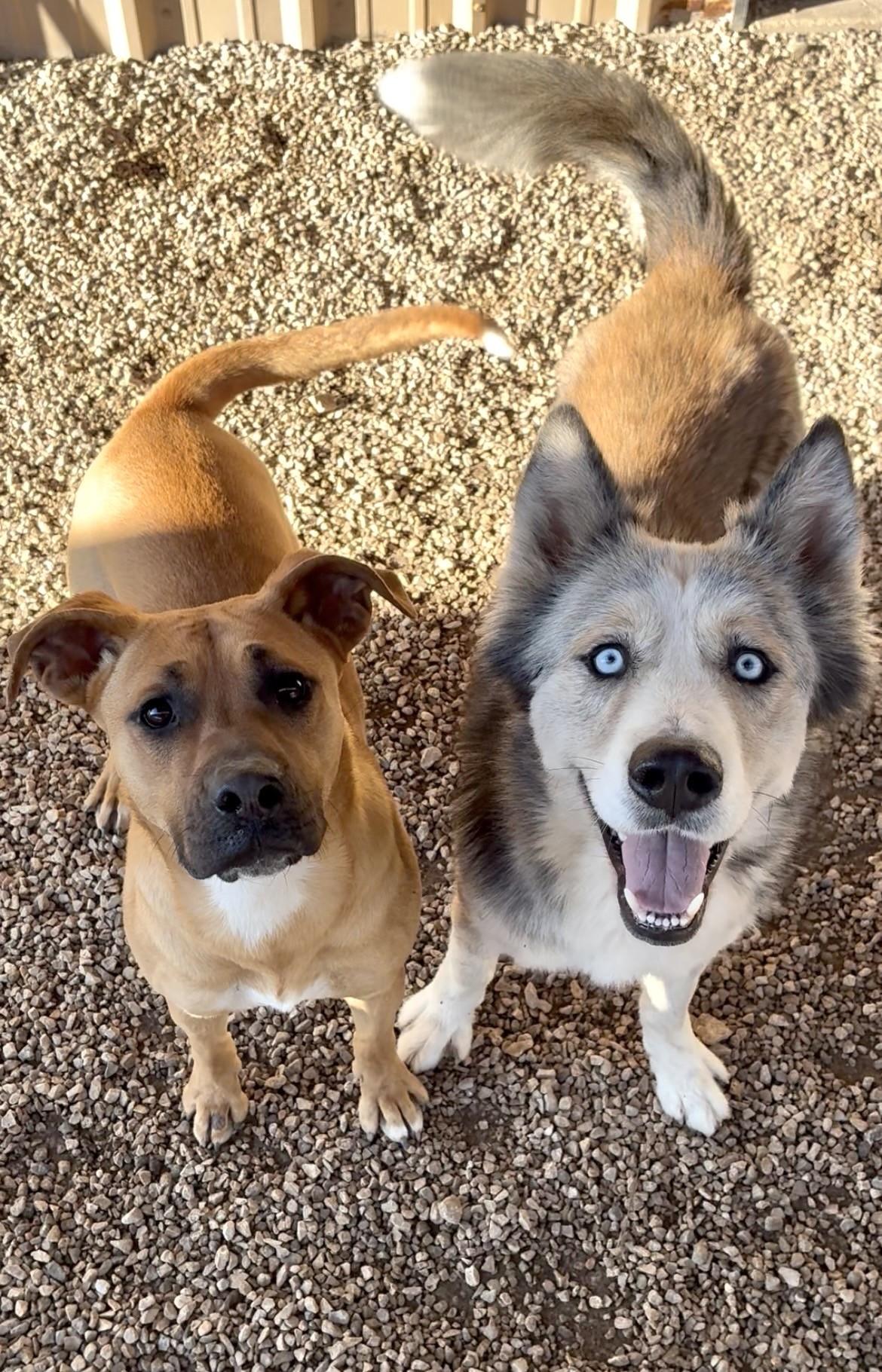Enlarge Rally, a Adoptable mixed breed in Happy Valley, OR image 3/6