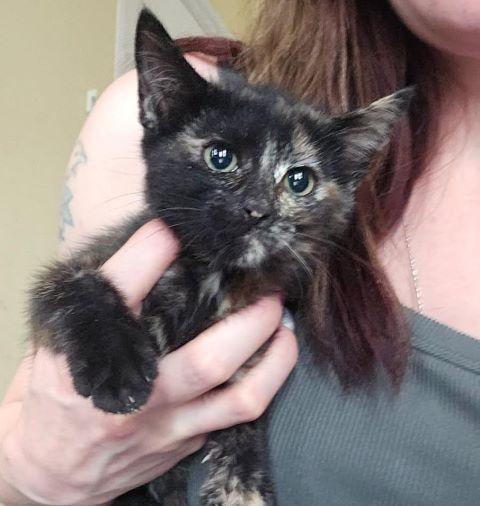 Enlarge Dolce, a Adoptable mixed breed in Fernley, NV image 1/1