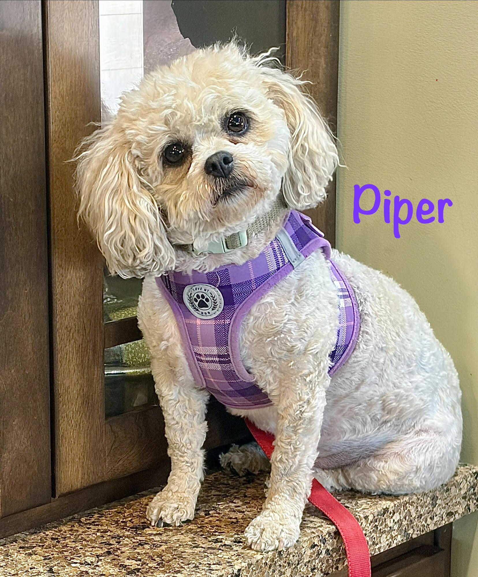 Piper - WI, Adoptable, Adult Female Maltese & Bichon Frise.