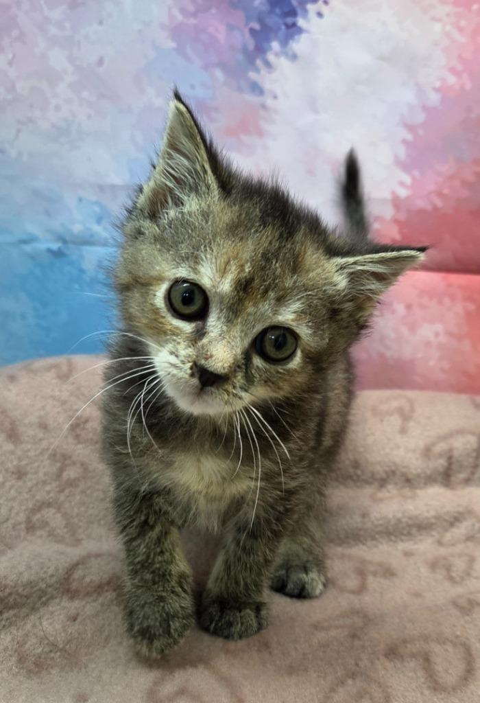 Mocha, Adoptable, Kitten Female Domestic Short Hair.