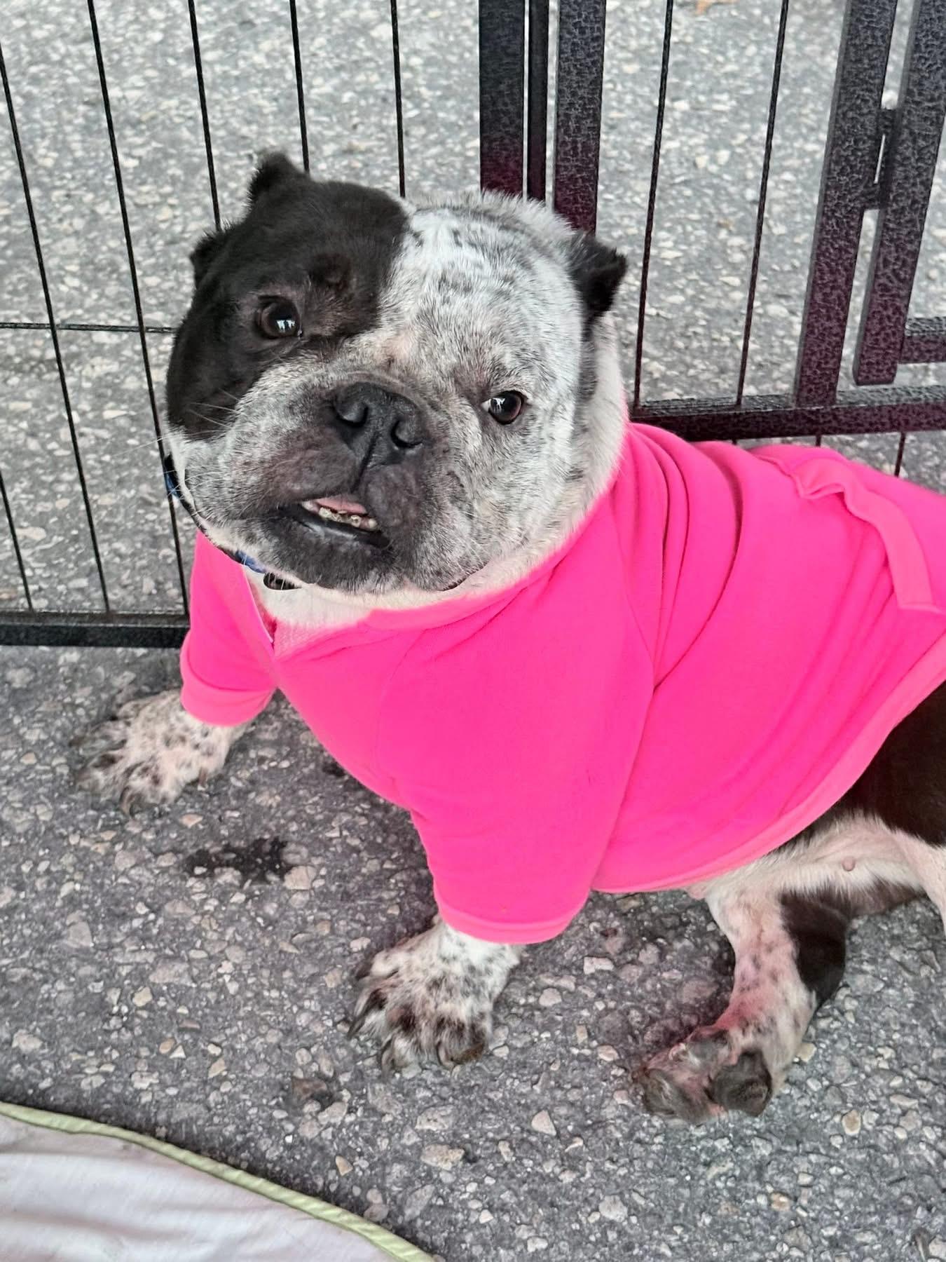 Enlarge Denali, a ADOPTABLE American Bully in Lutz, FL image 1/1