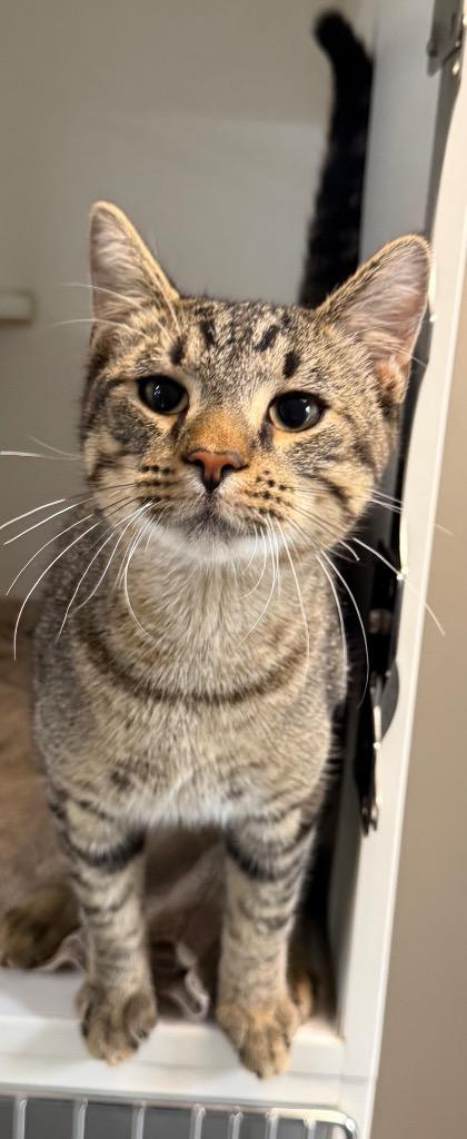 Goose, Adopted, Adult Male Domestic Short Hair.