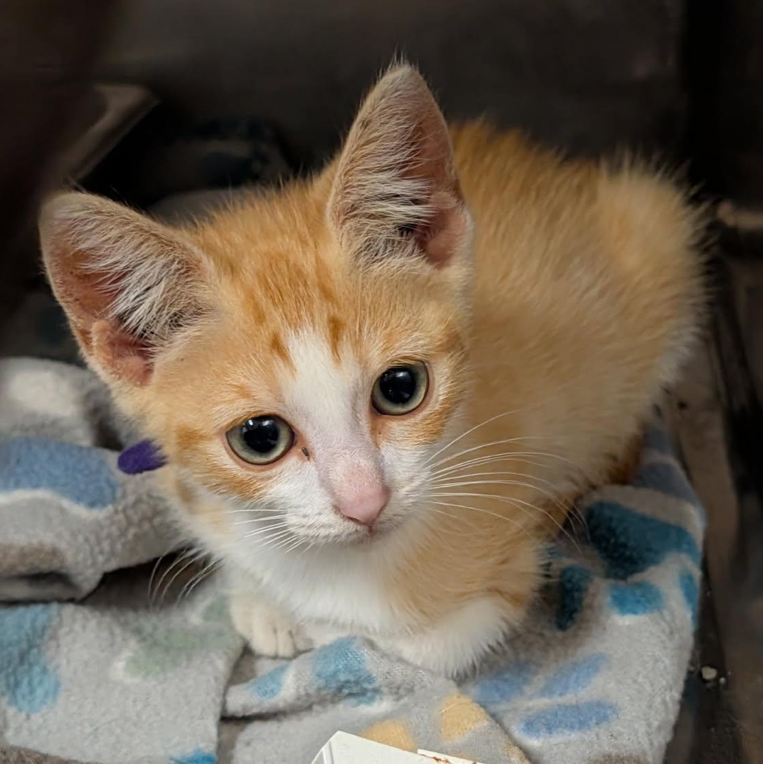 Enlarge Mollie (Spayed) (Photos June 25th 2026), an adopted mixed breed in Marietta, OH image 2/2