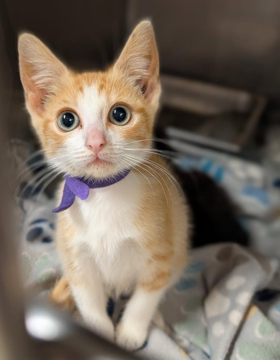 Enlarge Mollie (Spayed) (Photos June 25th 2026), an adopted mixed breed in Marietta, OH image 1/2