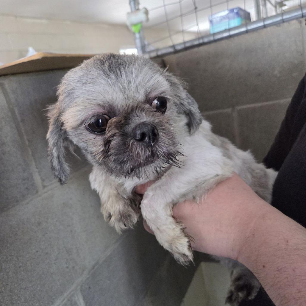 Barley, adopted, Adult Female Shih Tzu.
