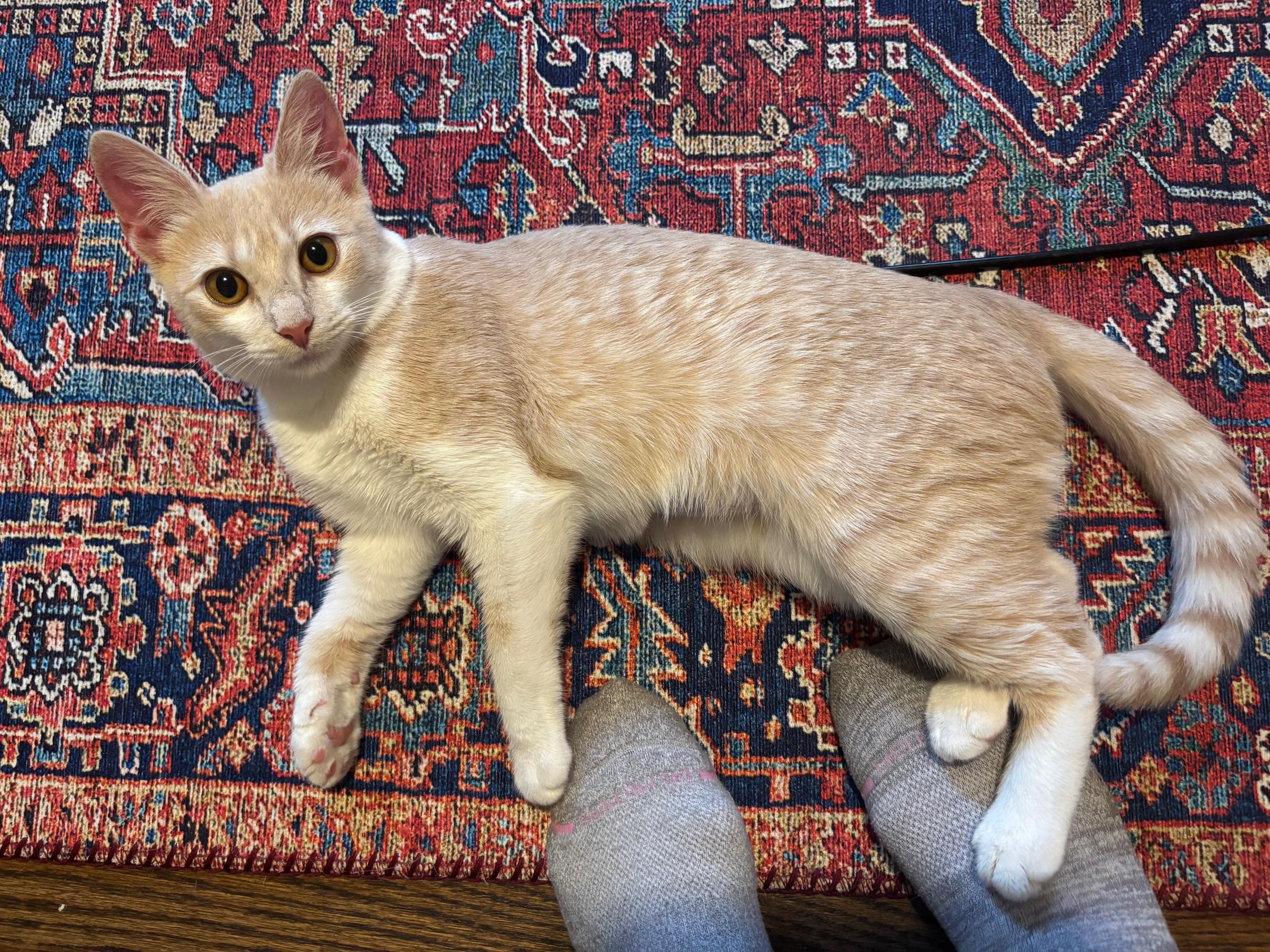 Enlarge TUTTI FRUTTI, a Adoptable Domestic Short Hair in Watkinsville, GA image 3/5