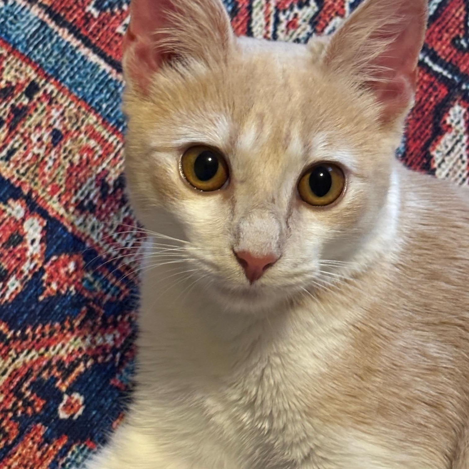 Enlarge TUTTI FRUTTI, a Adoptable Domestic Short Hair in Watkinsville, GA image 4/5