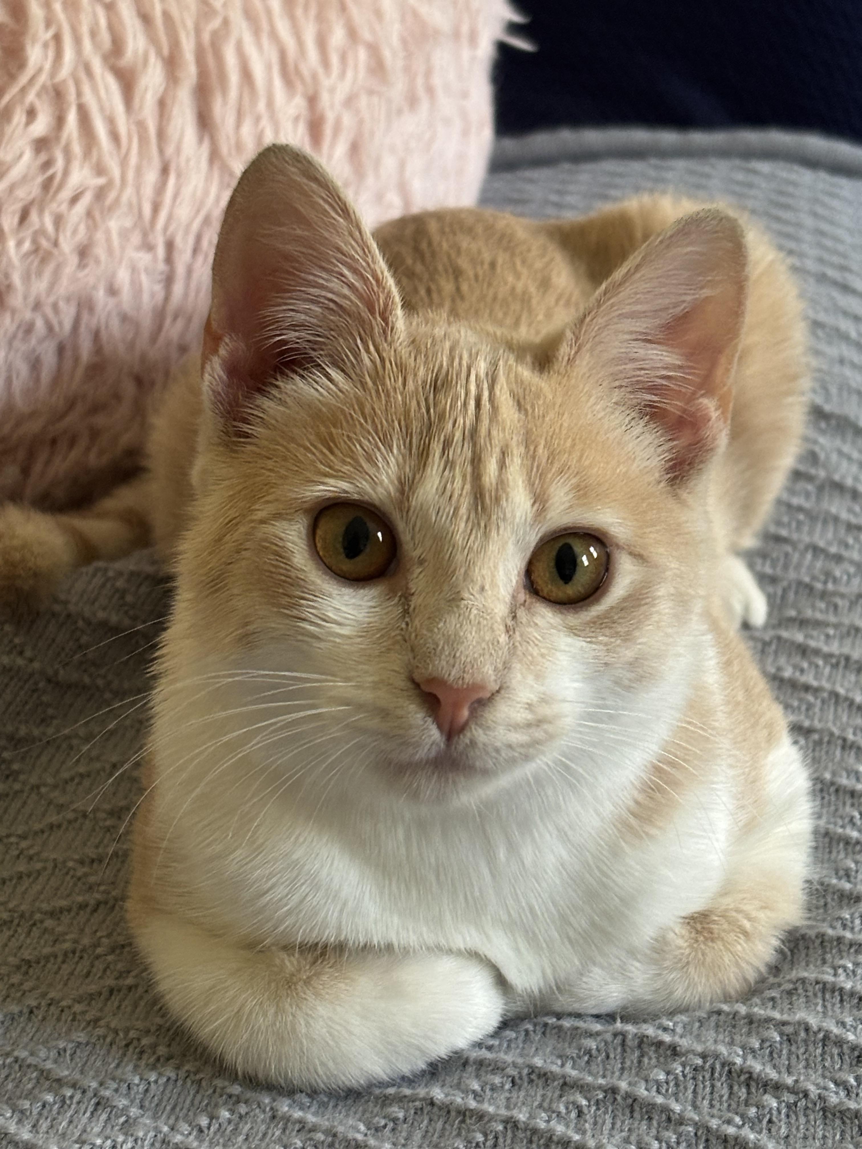 Enlarge TUTTI FRUTTI, a Adoptable Domestic Short Hair in Watkinsville, GA image 1/5