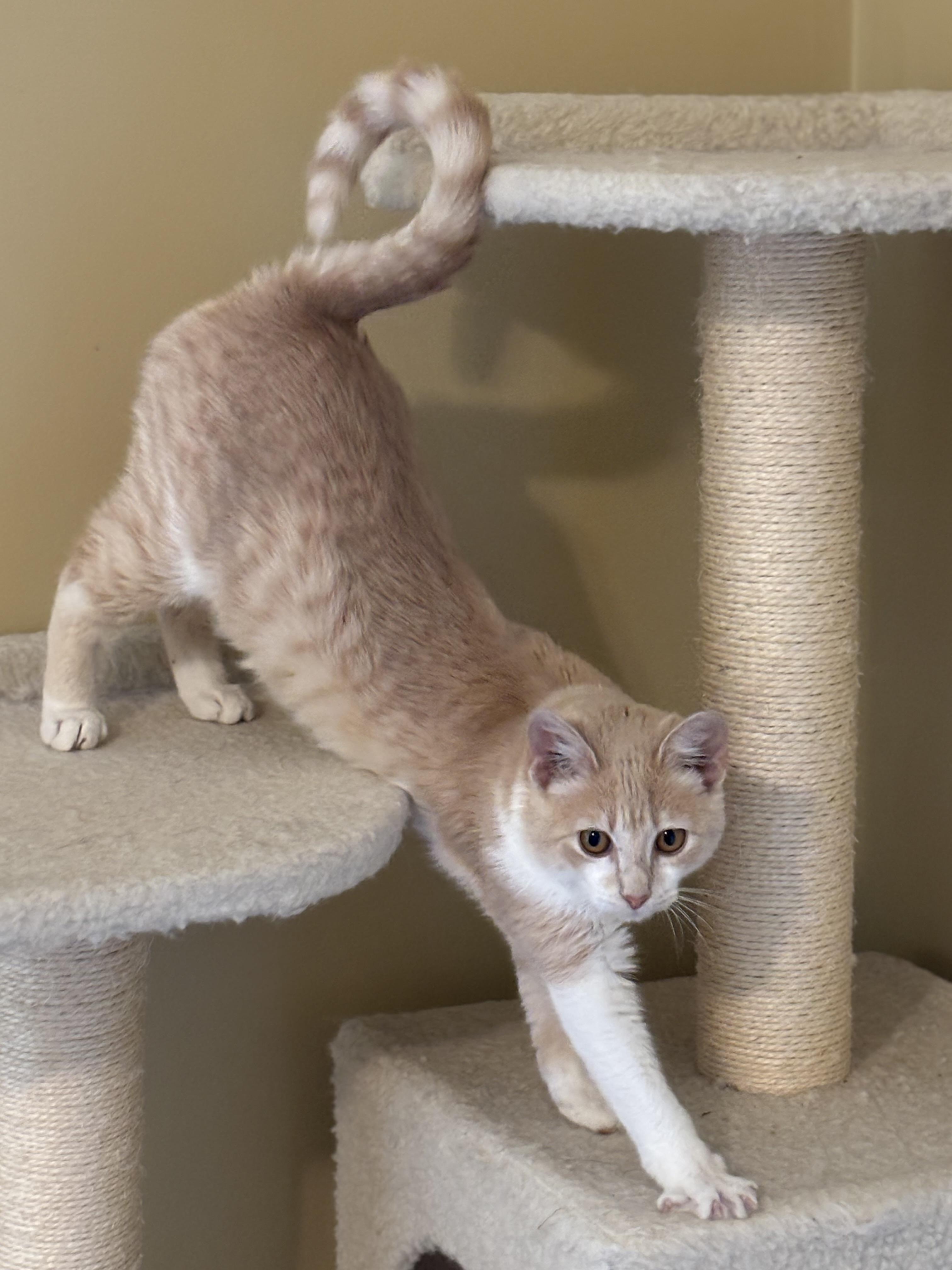 Enlarge TUTTI FRUTTI, a Adoptable Domestic Short Hair in Watkinsville, GA image 2/5