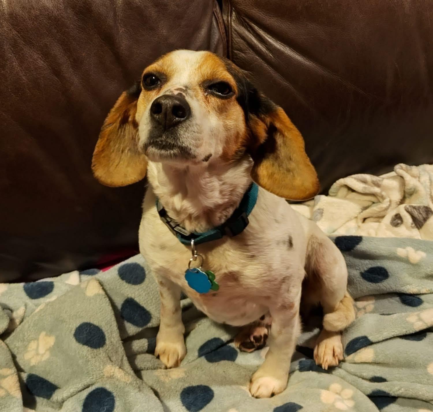 Tilly, Adopted, Adult Female Beagle.