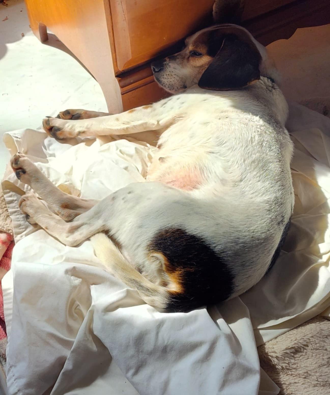 Enlarge Tilly, a Adopted Beagle in Mount Morris, MI image 2/6