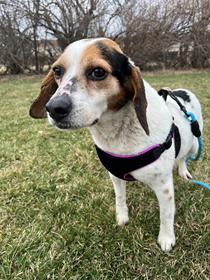 Enlarge Tilly, a Adopted Beagle in Mount Morris, MI image 3/6