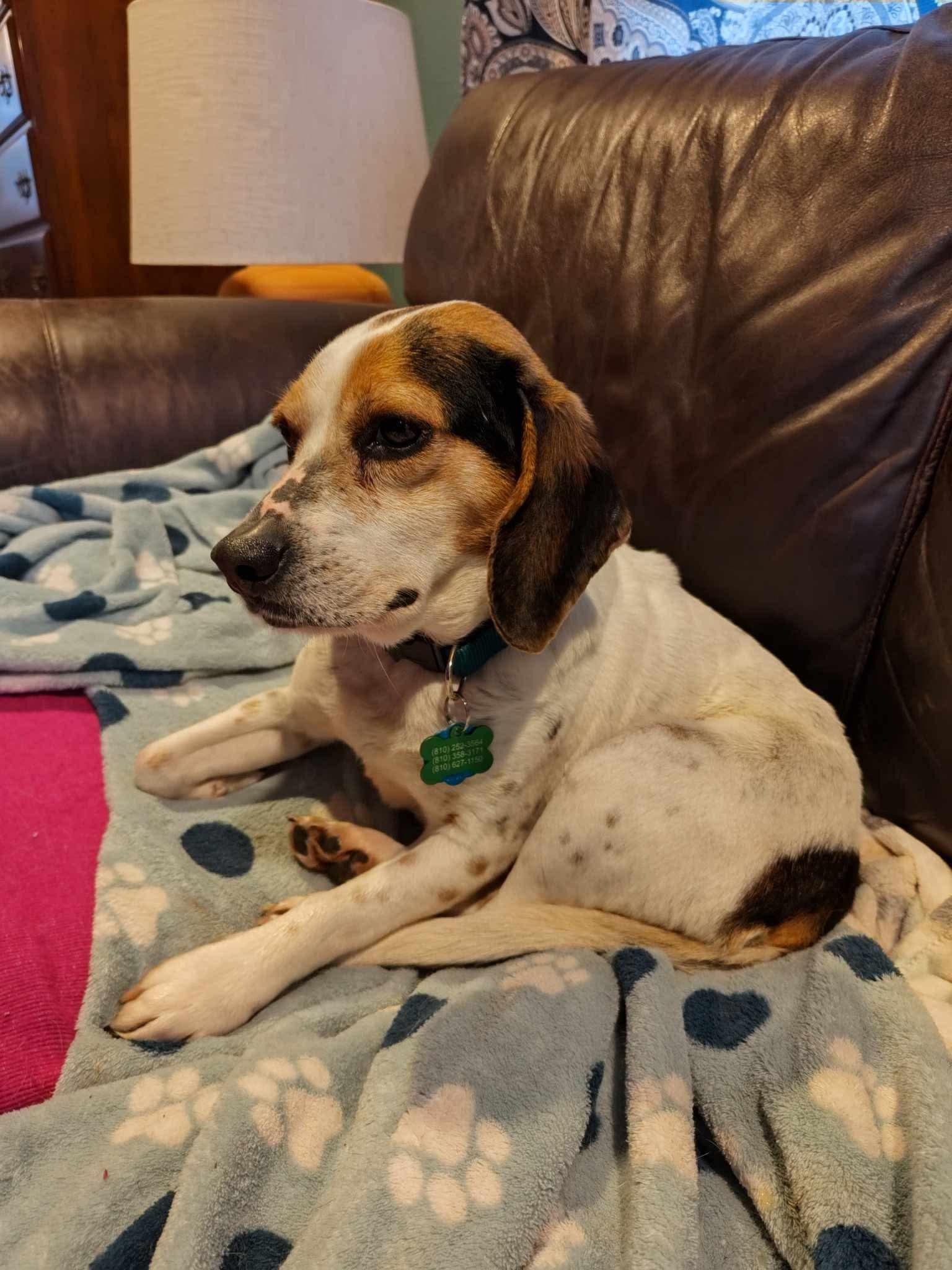 Enlarge Tilly, a Adopted Beagle in Mount Morris, MI image 4/6