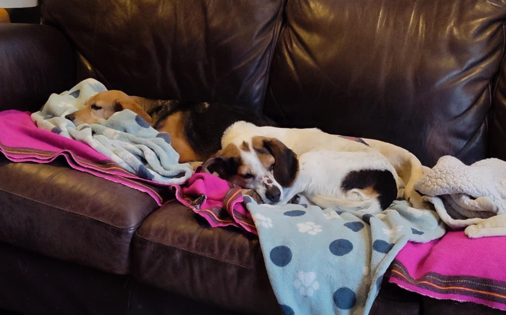 Enlarge Tilly, a Adopted Beagle in Mount Morris, MI image 5/6