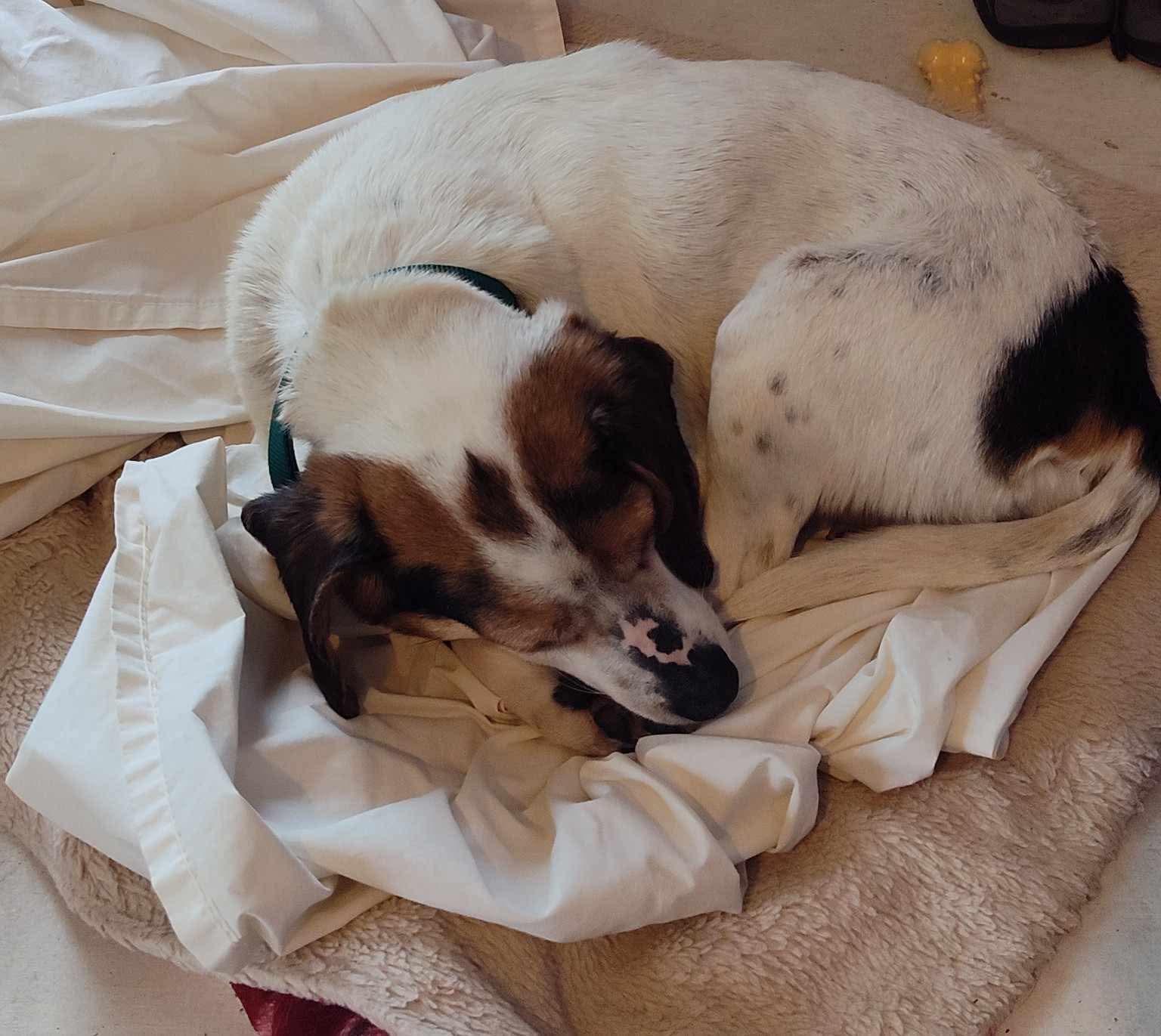 Enlarge Tilly, a Adopted Beagle in Mount Morris, MI image 6/6