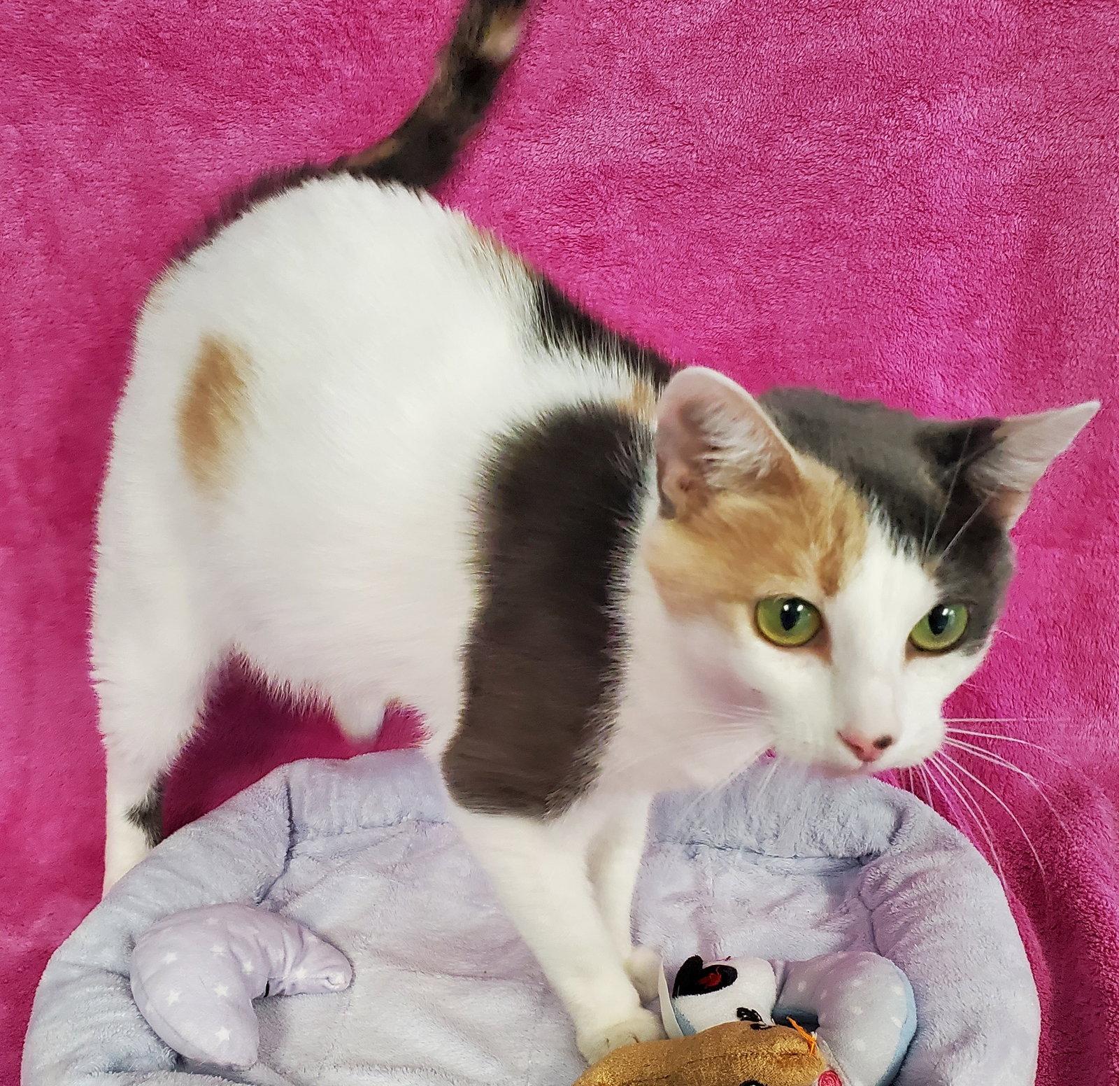 Enlarge Candy, a Adoptable Domestic Short Hair in Greenville, IL image 1/1