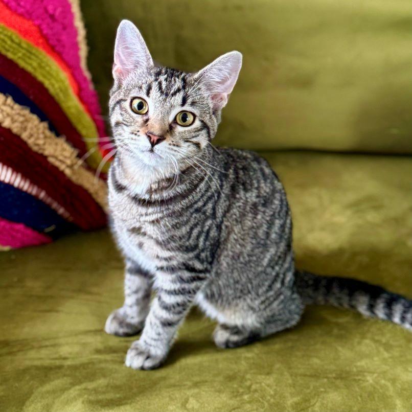 Adrien, Adoptable, Kitten Female Tabby & Domestic Short Hair.