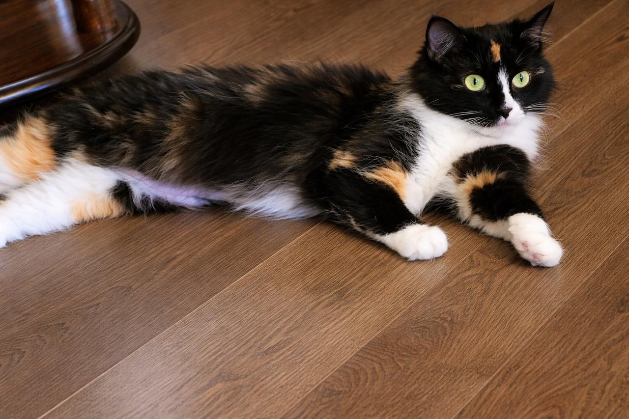 Sasha, adopted, Young Female Tortoiseshell.