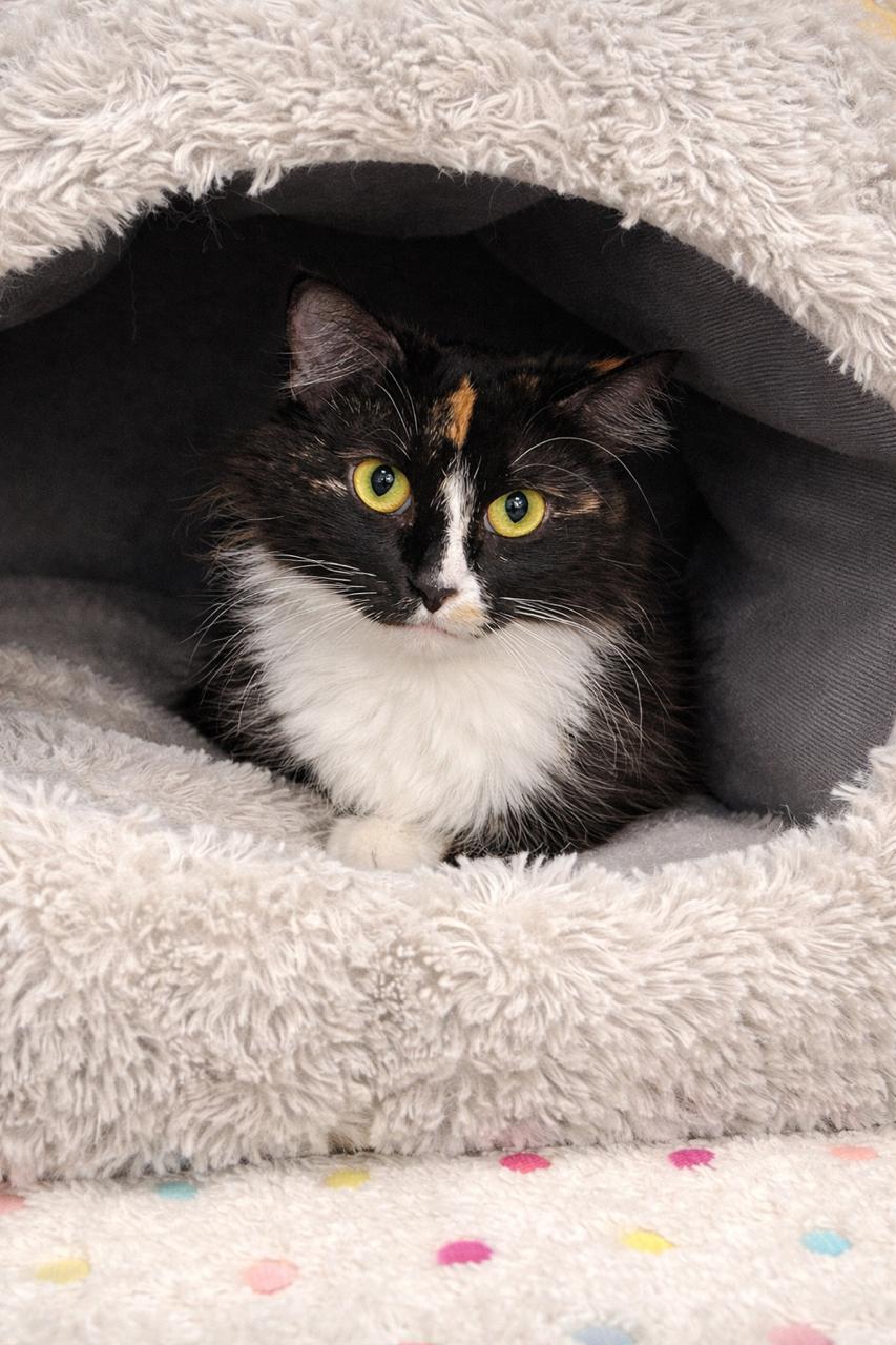 Sasha, an adopted Tortoiseshell in Los Angeles, CA image 3/5