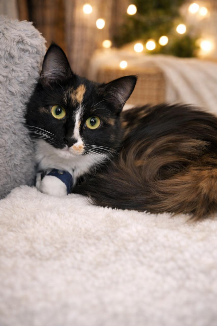 Sasha, an adopted Tortoiseshell in Los Angeles, CA image 2/5