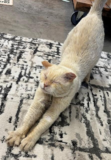 Clint, a ADOPTABLE Domestic Short Hair in Sierra Vista, AZ image 2/4