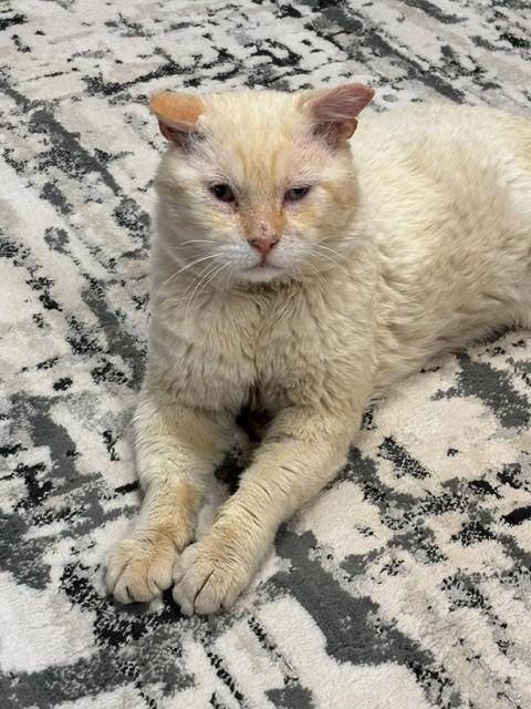 Clint, a ADOPTABLE Domestic Short Hair in Sierra Vista, AZ image 3/4