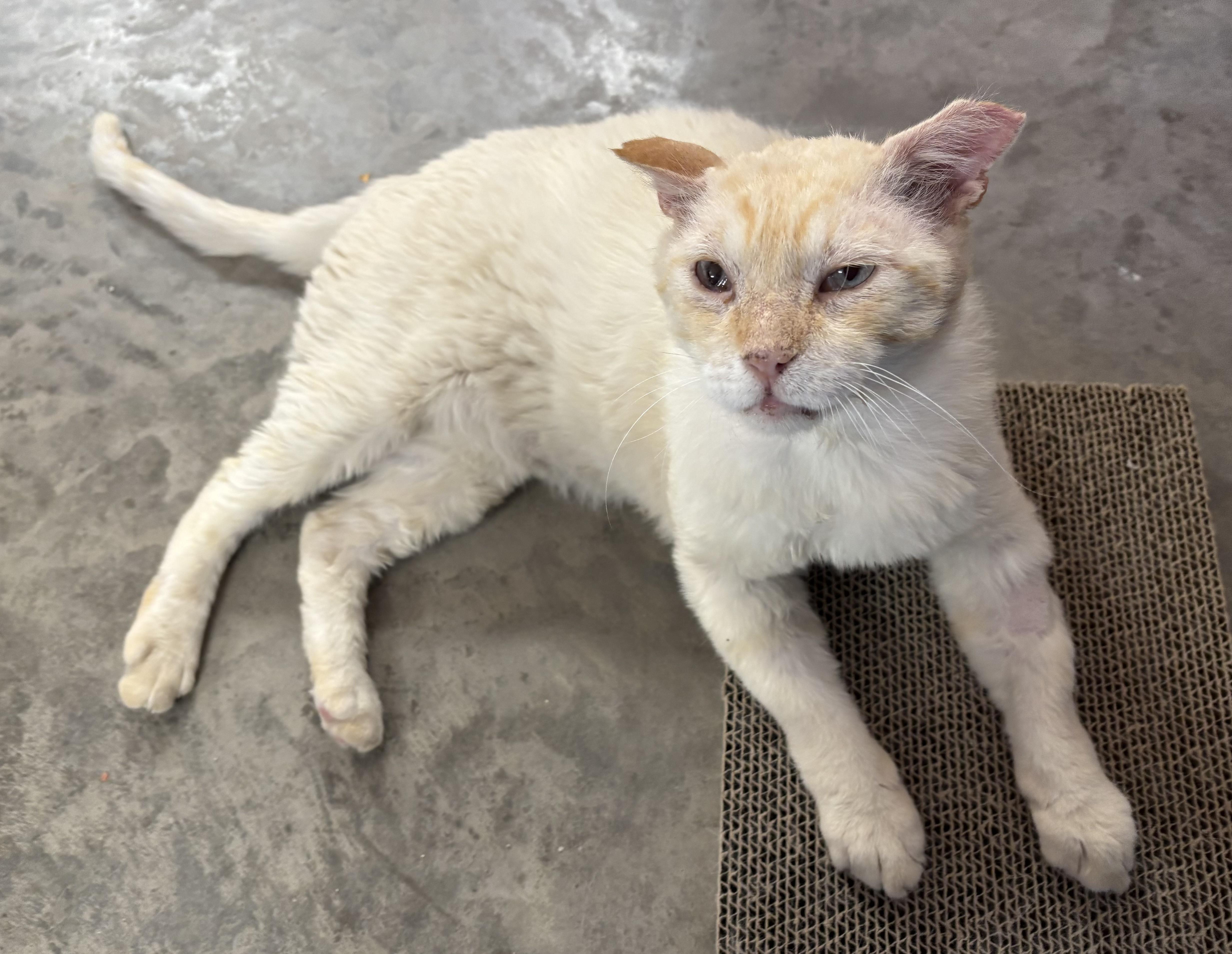 Clint, a ADOPTABLE Domestic Short Hair in Sierra Vista, AZ image 4/4