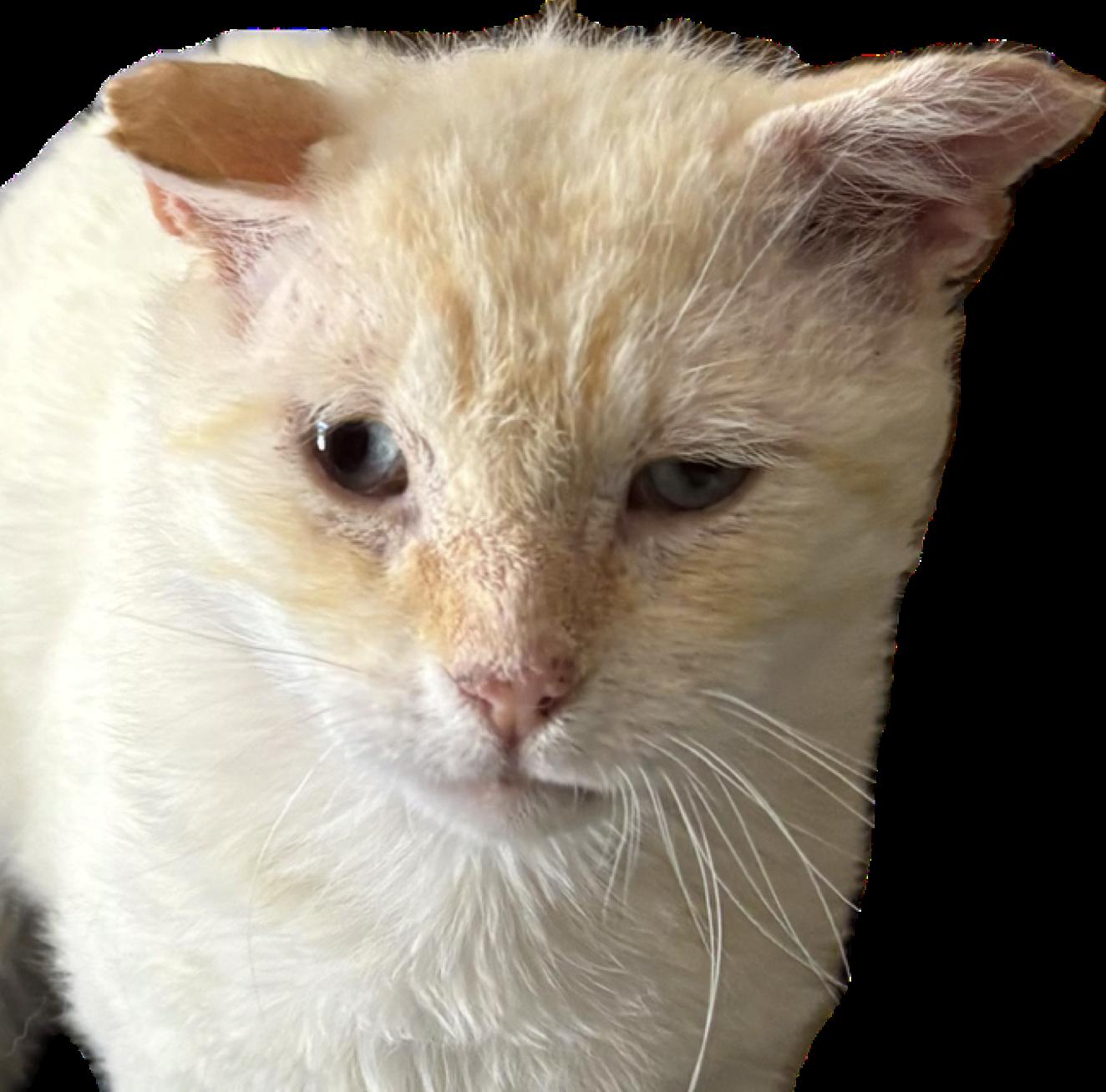 Clint, ADOPTABLE, Senior Male Domestic Short Hair.