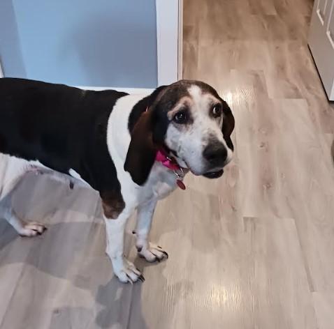 Enlarge Holly, a Adoptable Hound in Barrington Hills, IL image 1/3
