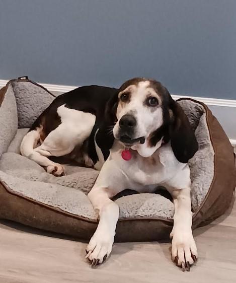 Enlarge Holly, a Adoptable Hound in Barrington Hills, IL image 2/3