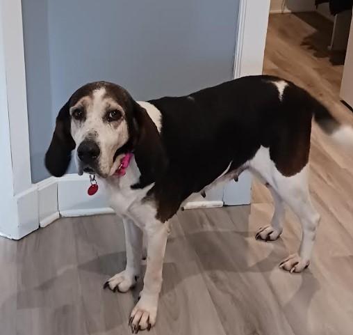 Enlarge Holly, a Adoptable Hound in Barrington Hills, IL image 3/3