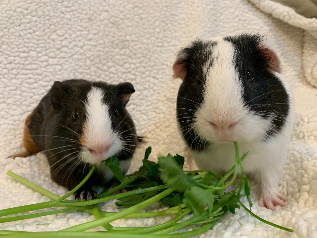 Bandit and JJ, Adoptable, Adult Male Guinea Pig.