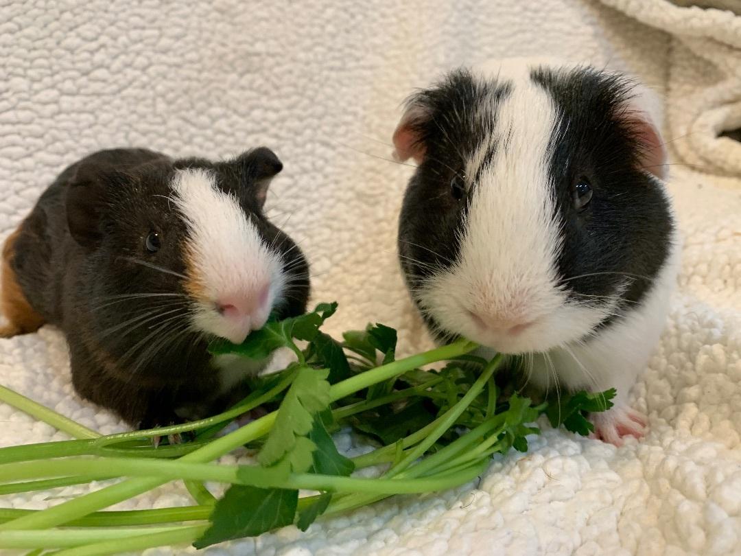Bandit and JJ, Adoptable, Adult Male Guinea Pig.