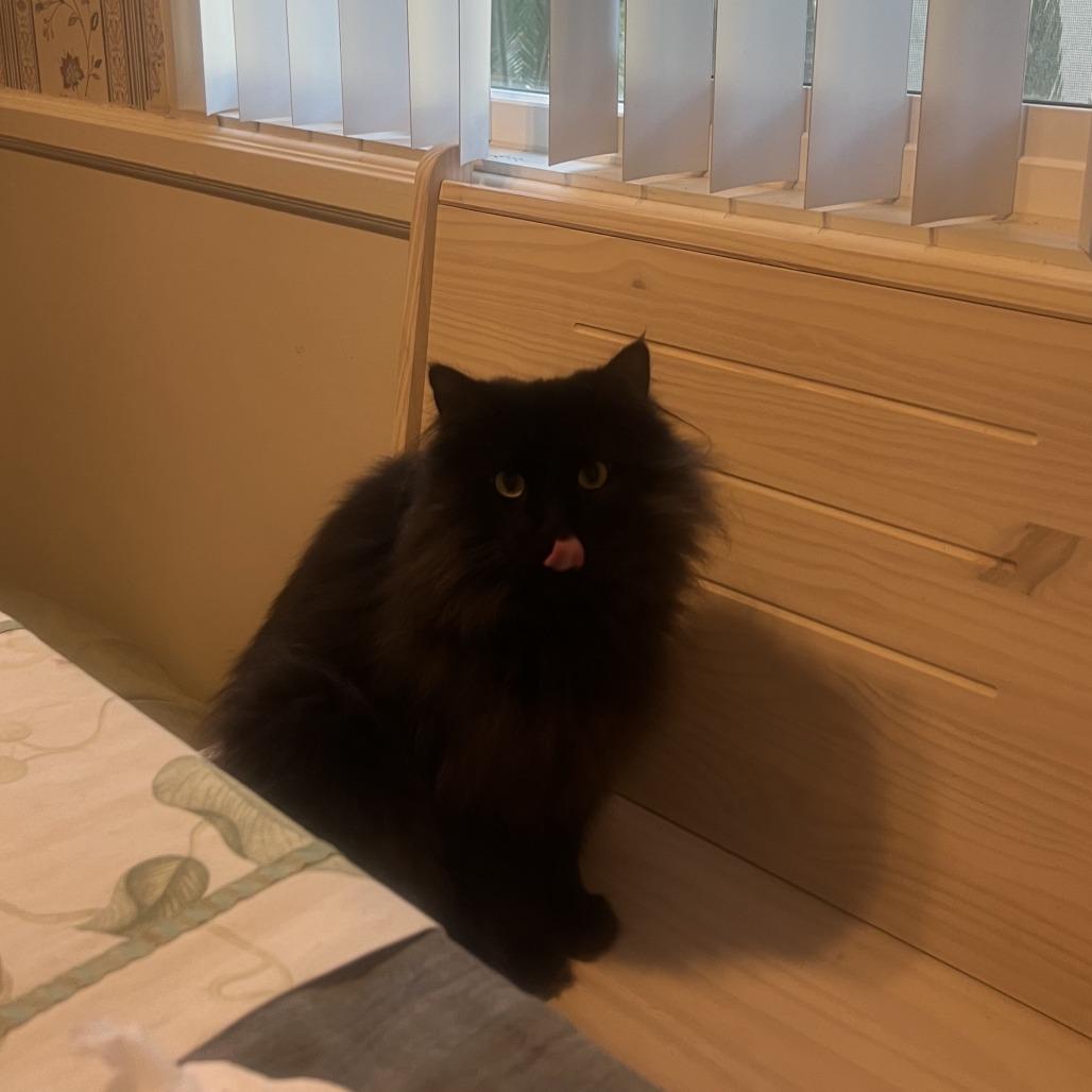 Charlie, Adoptable, Adult Male Domestic Medium Hair.