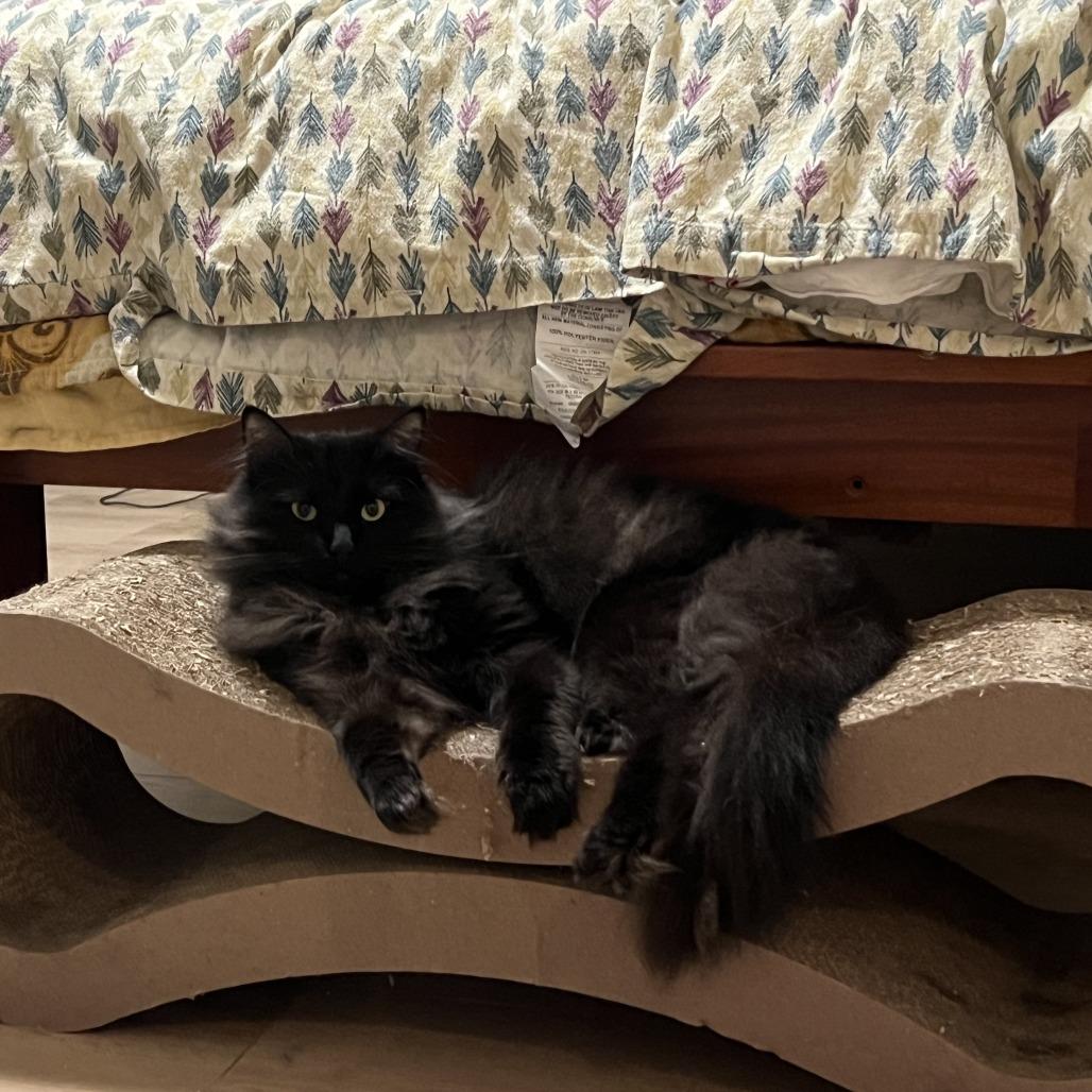 Enlarge Charlie, a Adoptable Domestic Medium Hair in Tampa, FL image 3/4