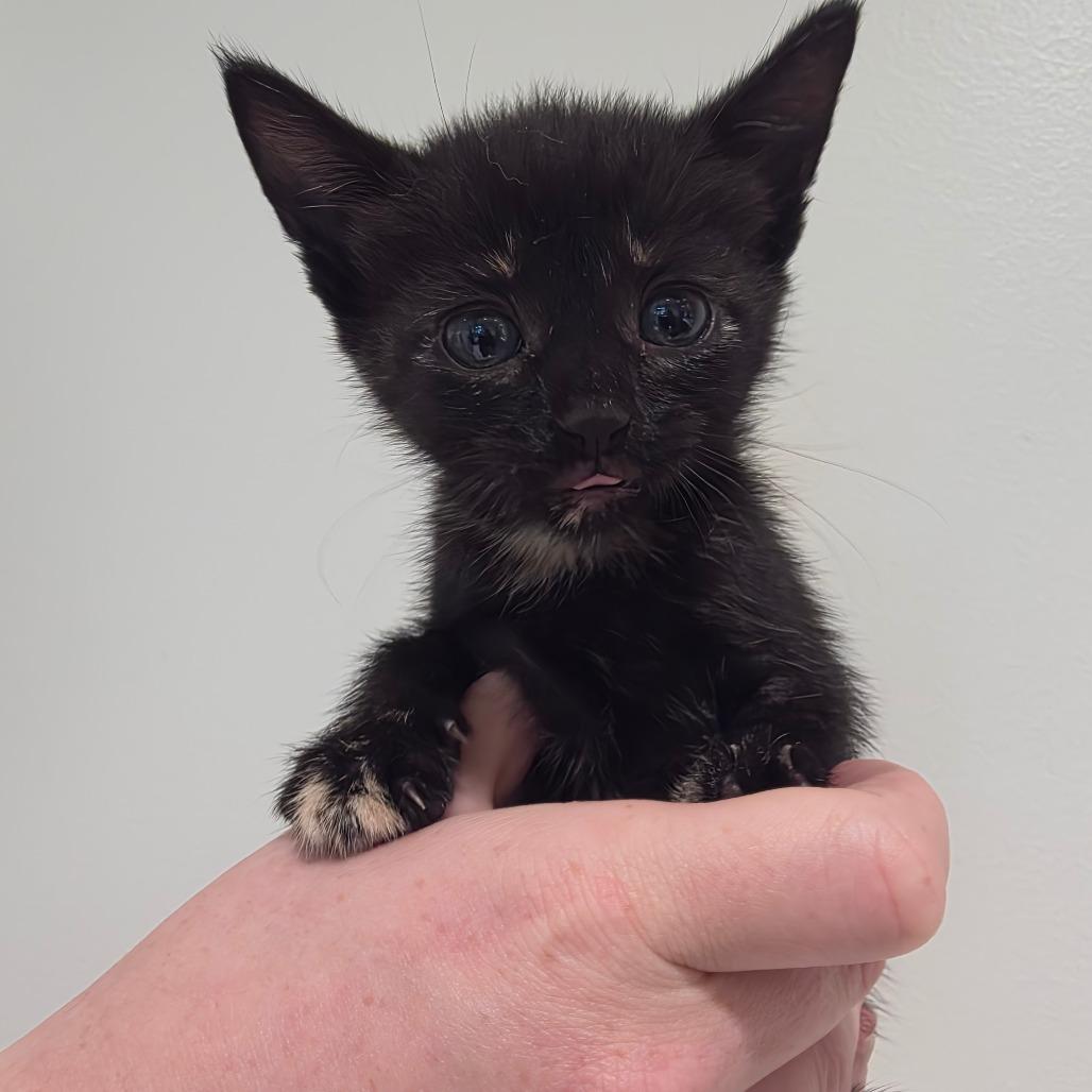 Enlarge Marshmellow 4, a Adoptable Domestic Short Hair in Sand Springs, OK image 1/1