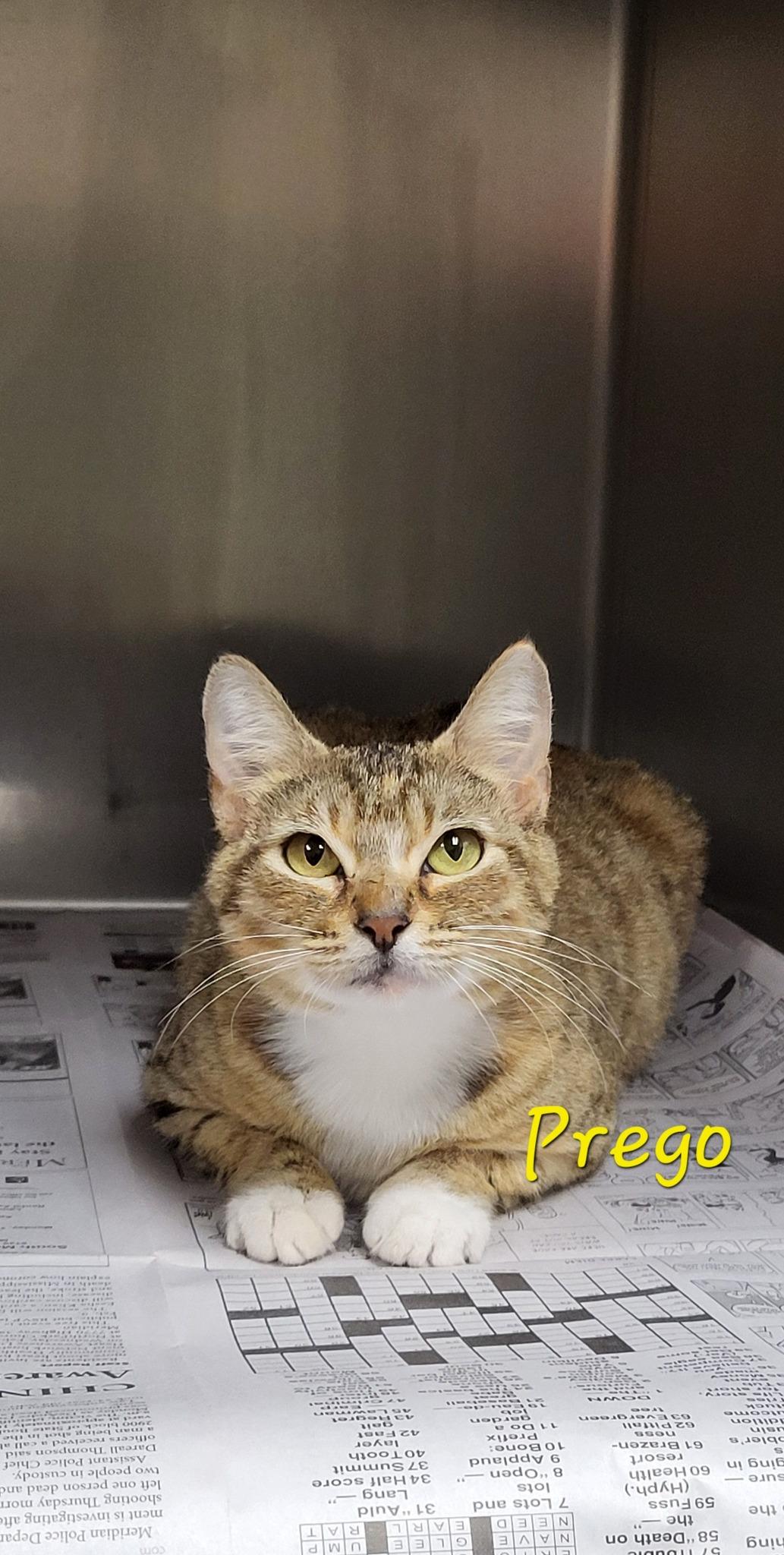 Enlarge Prego, an adopted Domestic Short Hair in Meridian , MS image 1/1