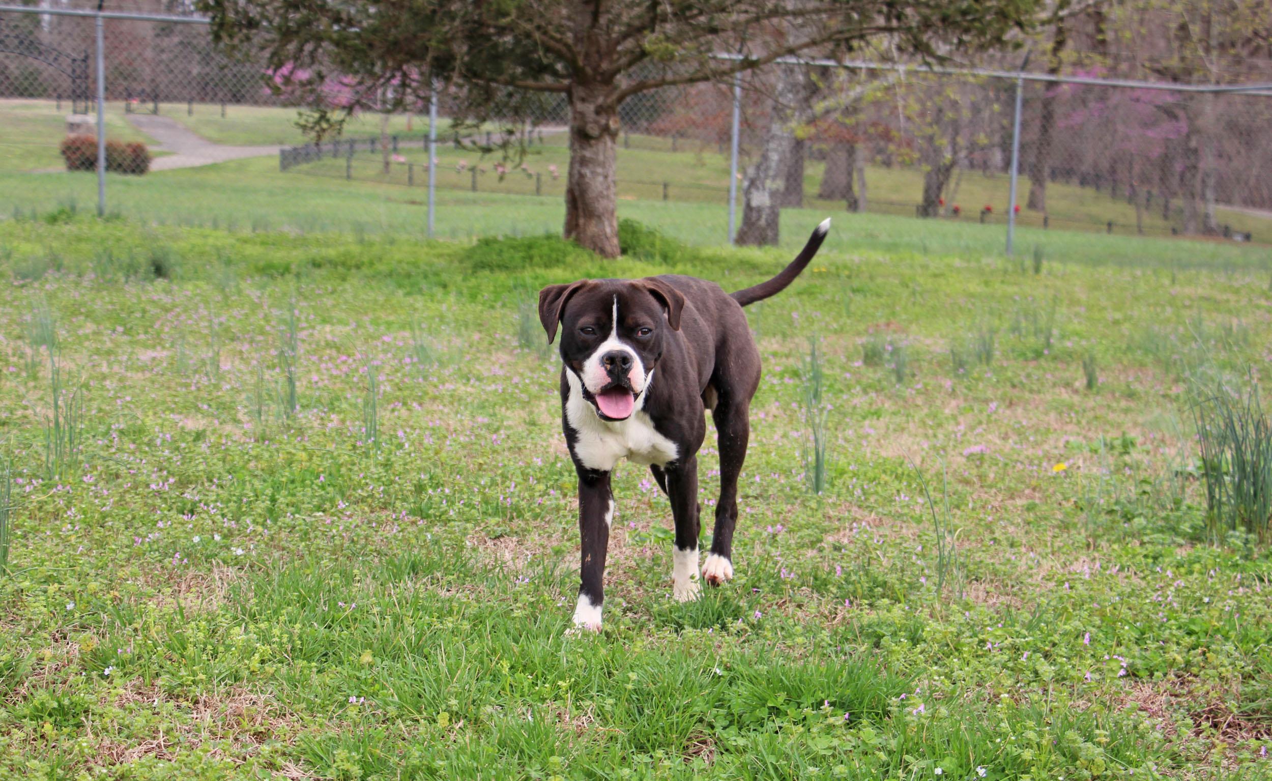 John Boy, Adoptable, Adult Male Boxer & Boston Terrier.