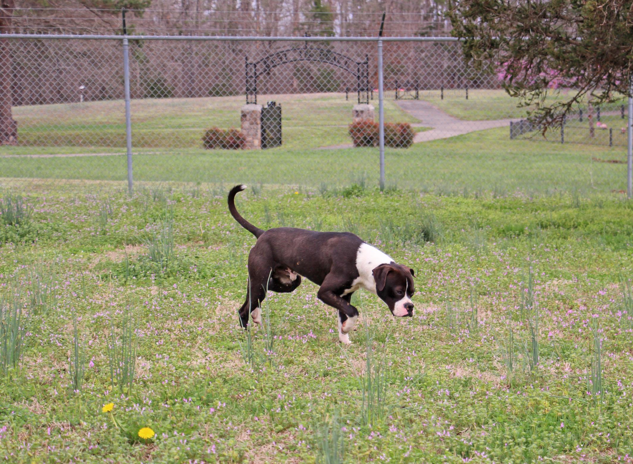 John Boy, a Adoptable mixed breed in Savannah, TN image 3/3