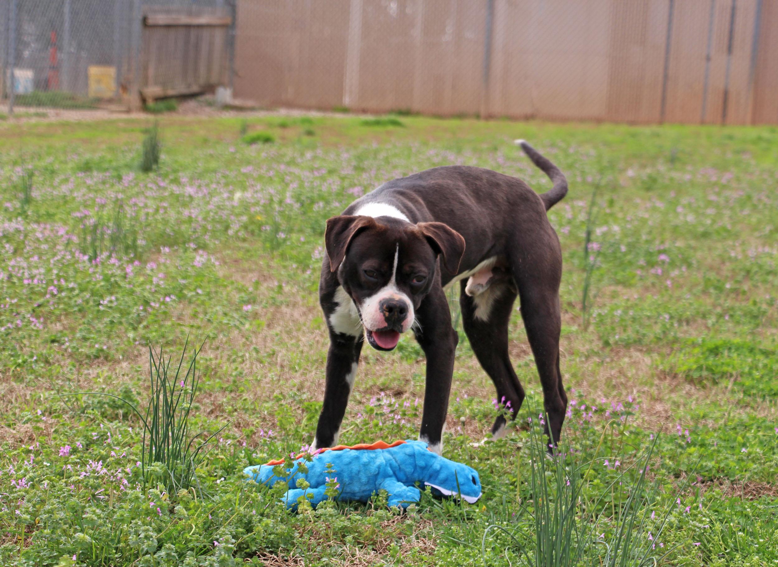 John Boy, a Adoptable mixed breed in Savannah, TN image 2/3