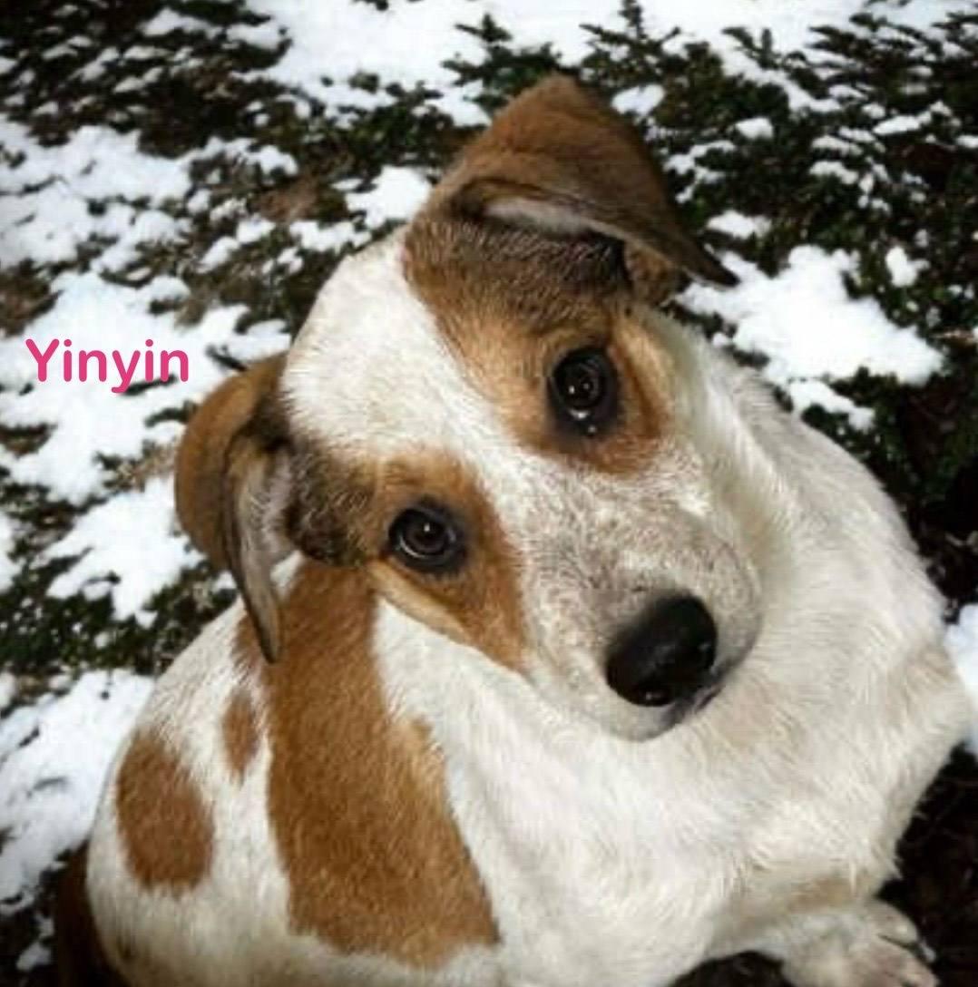 Enlarge Yin  Yin, a Adoptable mixed breed in Archbold , OH image 1/1
