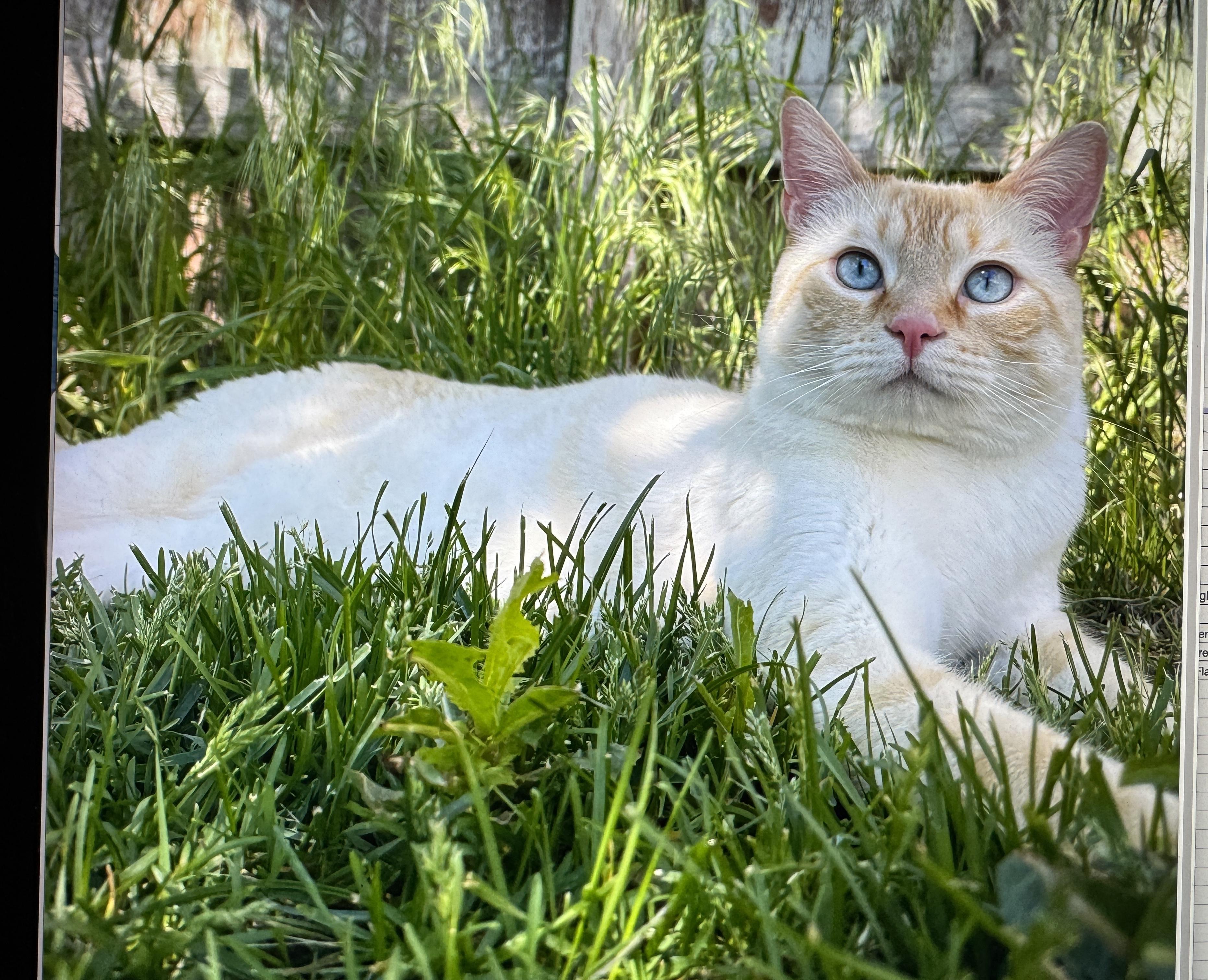 Enlarge Nandor, a ADOPTABLE mixed breed in Gresham, OR image 1/2