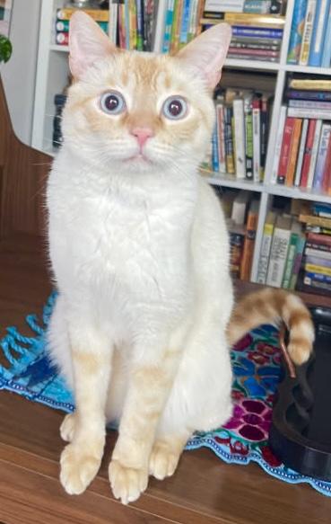Enlarge Nandor, a ADOPTABLE mixed breed in Gresham, OR image 2/2