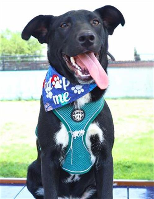 Enlarge DODO, a Adoptable mixed breed in San Antonio, TX image 1/1