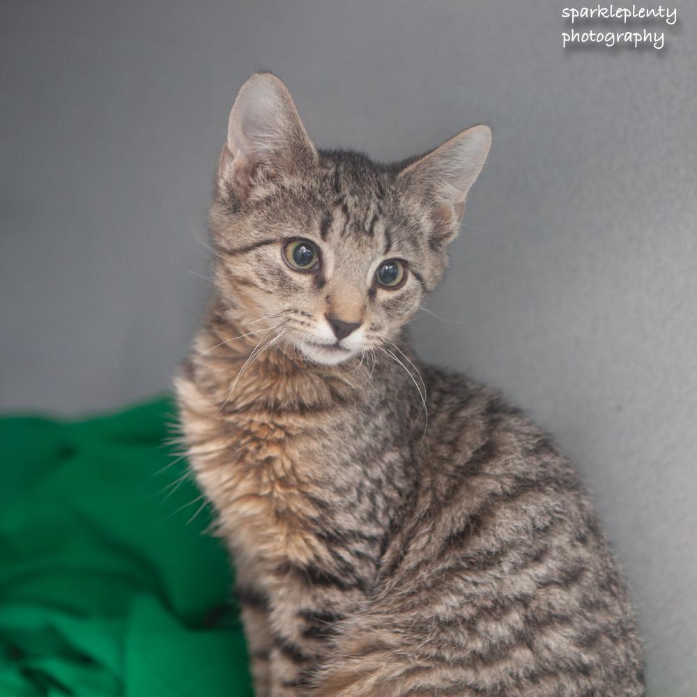 Woad, an adopted Domestic Short Hair in Ridgefield, CT image 3/3